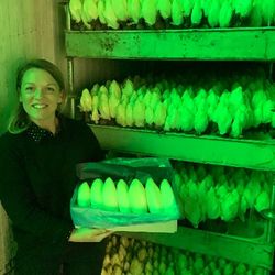 Image de Endive du Champ Bleu